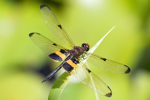 Yellow-striped Flutterer (Rhyothemis phyllis)